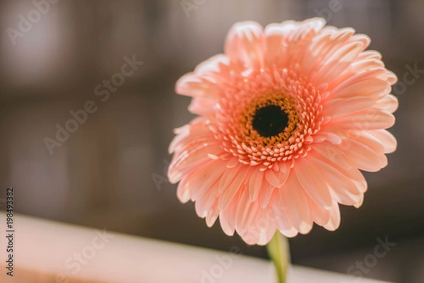 Obraz Flower Gerbera