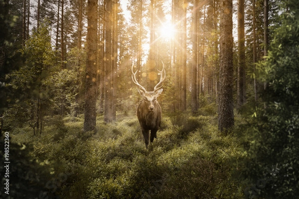 Fototapeta Hirsch im Wald