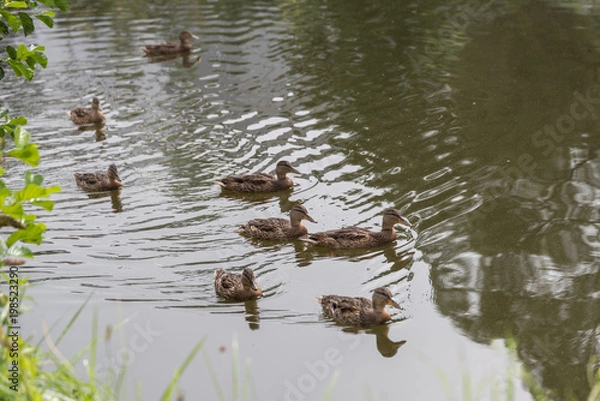 Obraz schwimmende Stockenten-Weibchen im Teich