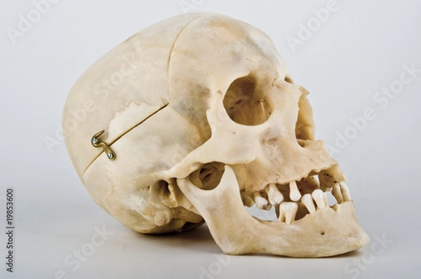 Fototapeta Schädel