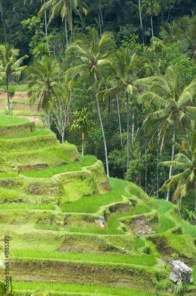 Obraz rice terraces