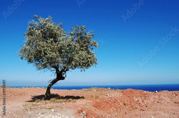 Fototapeta lonely olive treen