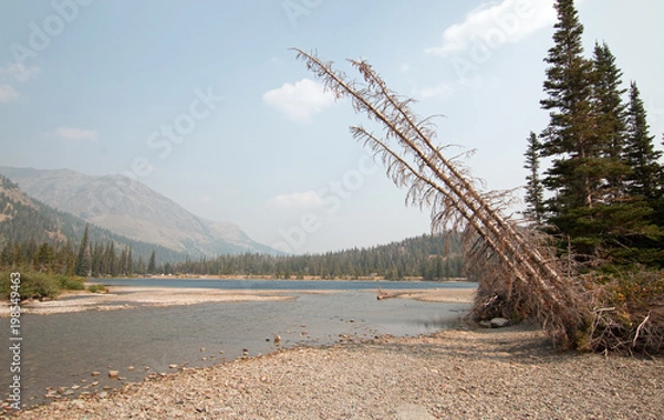 Obraz Dead tree leaning over Upper Two Medicines Lake near Sinopah Mountain in Glacier National Park during the 2017 fall forest fires in Montana United States