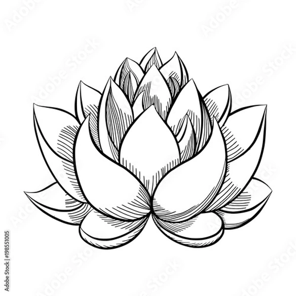 Obraz  lotus flower bloom. 