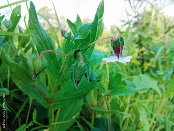 Obraz Beautiful flowers