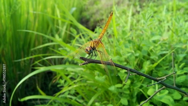 Fototapeta Dragonfly