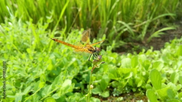 Obraz Dragonfly