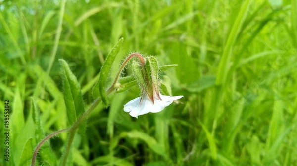 Obraz Beautiful flower