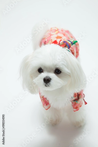 Fototapeta マルチーズ