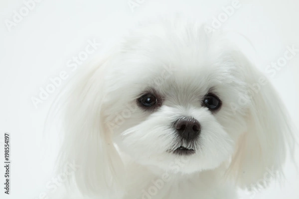 Obraz マルチーズ