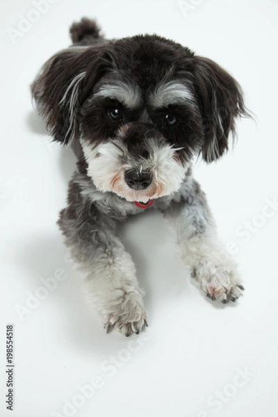 Obraz ミニチュアシュナイザー