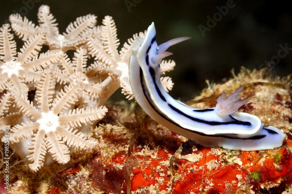 Fototapeta Nudibranch, Chromodoris lochi