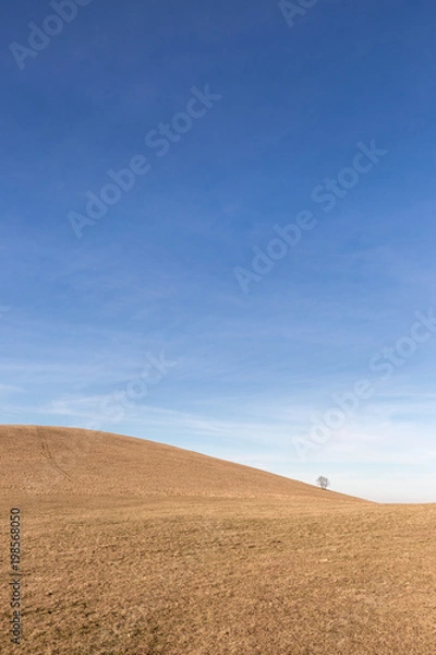 Fototapeta A distant, lonely tree on a bare hill, beneath a blue sky with white clouds