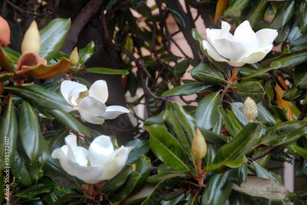 Fototapeta Closeup view of magnolia tree flower.2j