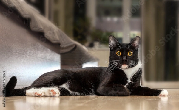 Obraz Лежащий черный кот