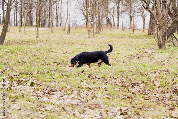Fototapeta  dog is out for a walk in the park