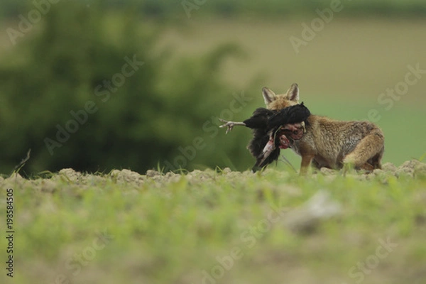 Obraz renard et sa poule