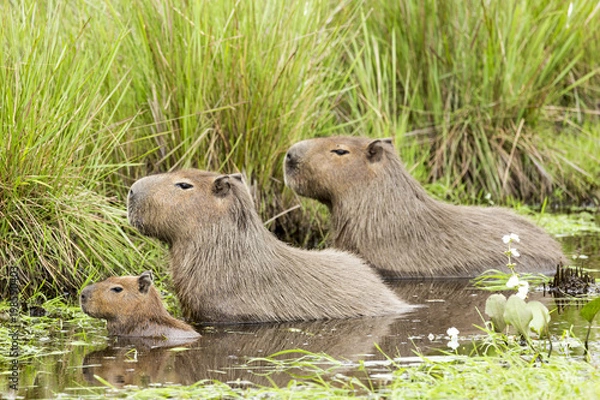 Obraz Capybara (Hydrochaeris hydrochaeris)