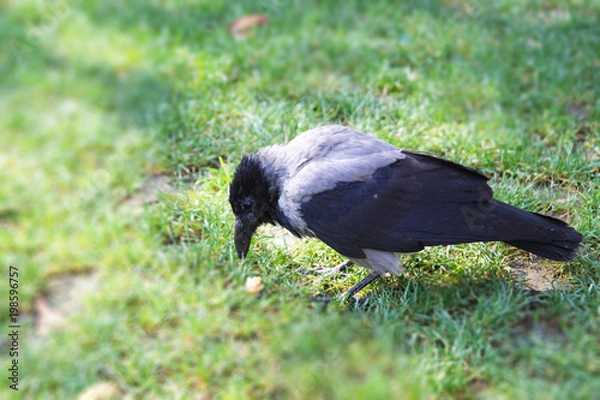 Fototapeta Crow is eating