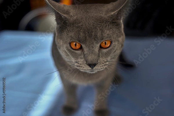Obraz Gray cat