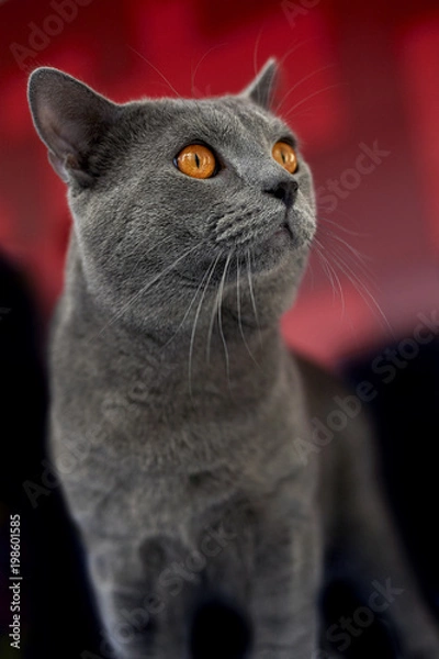 Obraz Gray cat looking away