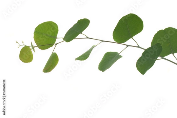Obraz Green leaves