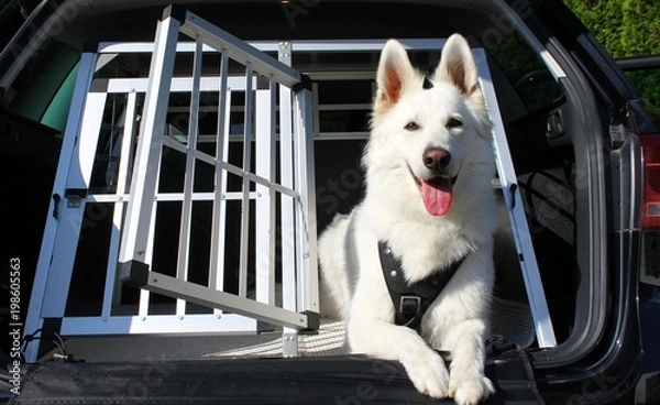 Obraz mit den Hund im Auto