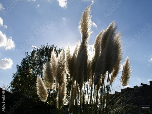 Obraz herbe de la pampa