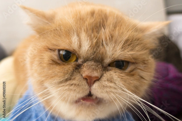 Obraz Beautiful Red aggressive and evil cat exotic breed has been bothered