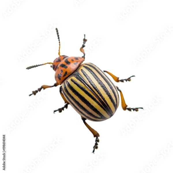 Obraz Colorado Potato Beetle Pest Insect Isolated on White