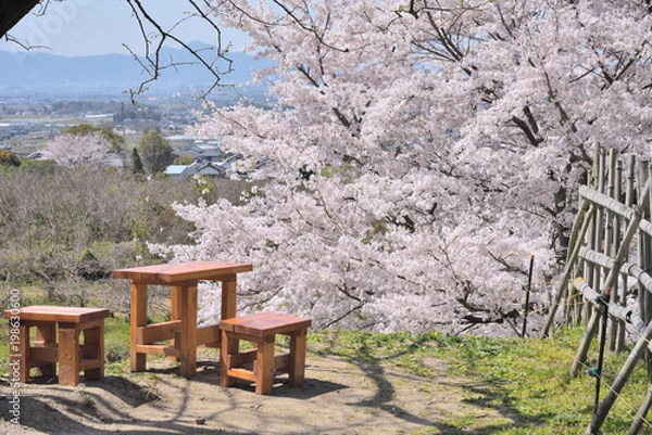 Fototapeta 満開の桜