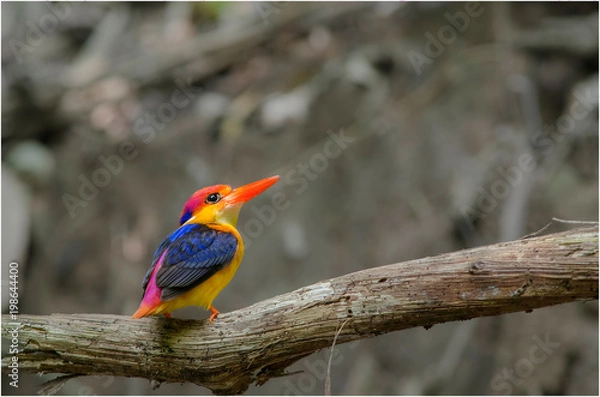 Obraz Oriental Dwarf Kingfisher
