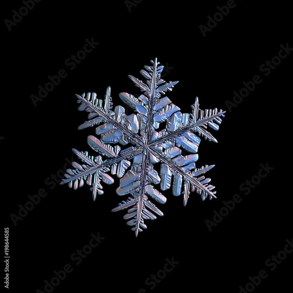 Fototapeta Snowflake isolated on black background. Macro photo of real snow crystal: large stellar dendrite with complex, ornate shape, fine hexagonal symmetry, long elegant arms and glossy relief surface.