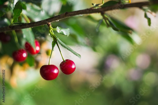 Obraz Cherry berries on branches