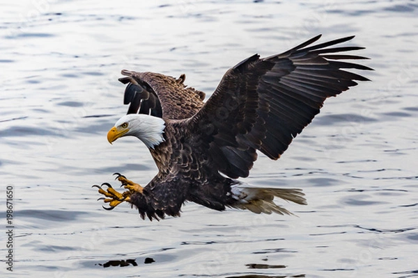 Fototapeta Baldeagle Fishing 