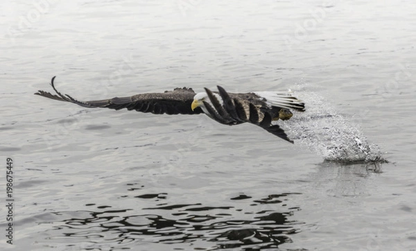 Fototapeta Baldeagle 