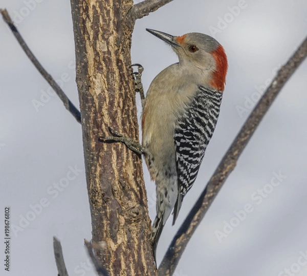 Fototapeta Red Bellied Woodpecker