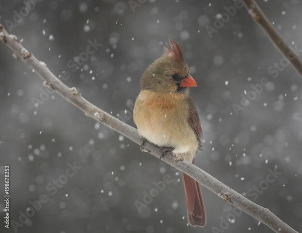 Fototapeta Cardinal Winter