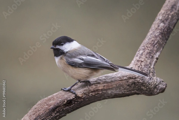 Fototapeta Chickadee