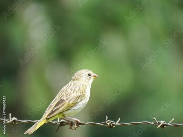 Fototapeta Passaro fundo desfocado