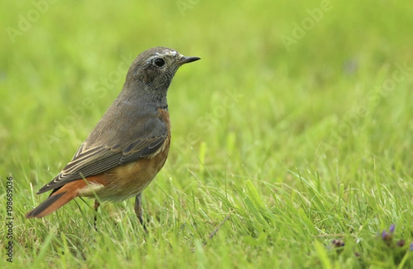 Fototapeta rouge queue à front blanc