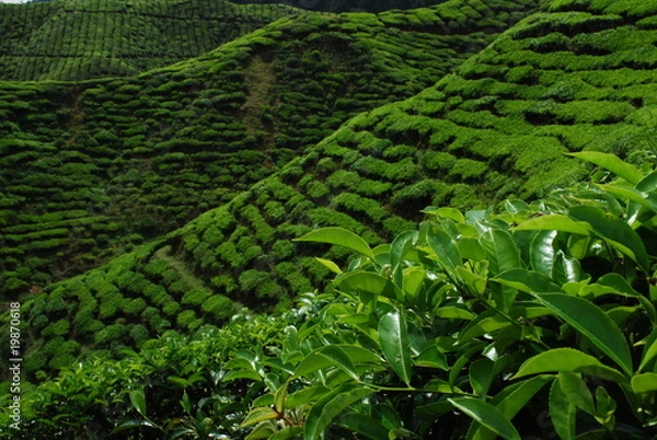 Obraz Plantation de thé