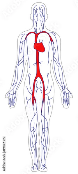 Fototapeta Blood Circulation System