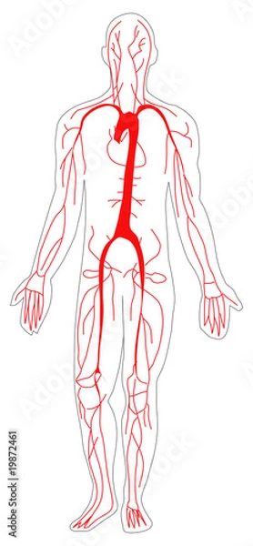 Fototapeta Blood Circulation System