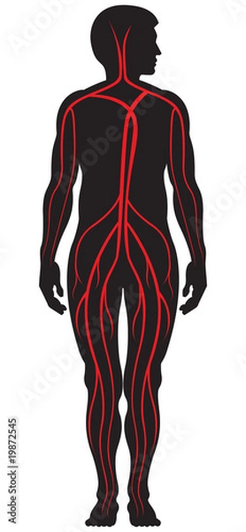 Fototapeta Blood Circulation System