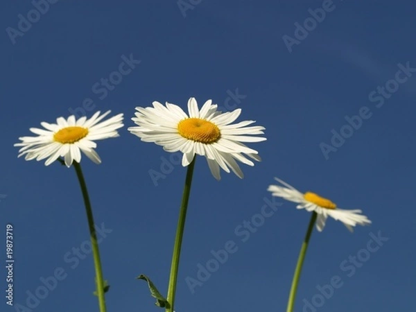 Fototapeta Dreierblüte