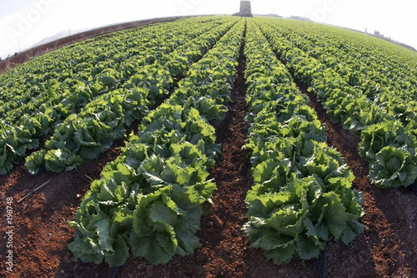 Obraz lechugas en el campo