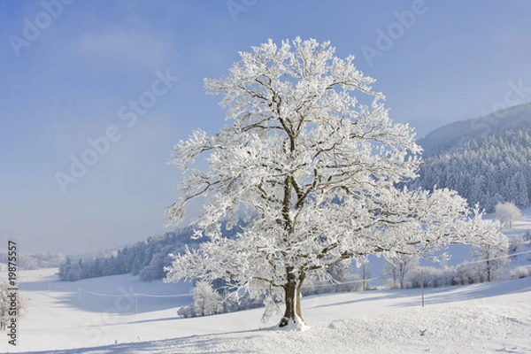 Obraz eiche im winter