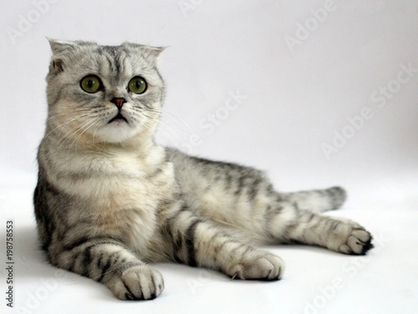 Fototapeta Кошка шотландская вислоухая лежит