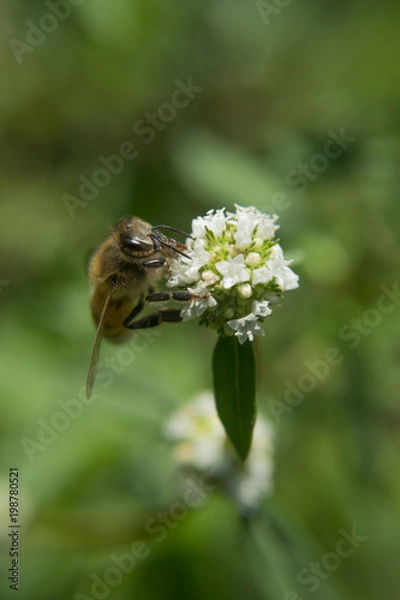 Fototapeta Bee Zoom